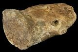 Hadrosaur (Edmontosaurus) Ungal (Claw) - Hell Creek Formation #129345-2